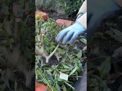 霜が降りた植物を鉢または地中に保存し、再び育てる方法