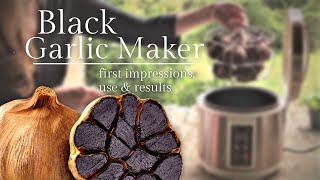 🧄 Black garlic maker review | How to make black garlic at home | French garlic