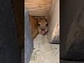 He S Stuck And STILL Screaming At Me
