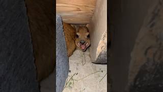 He’s Stuck And STILL Screaming At Me! 😡🤯