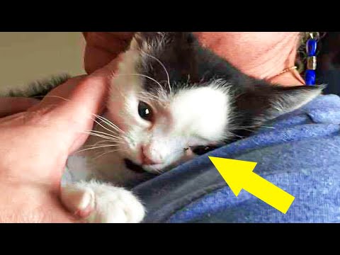Nobody Wanted This Cute Kitten, But You Won't Believe Why!