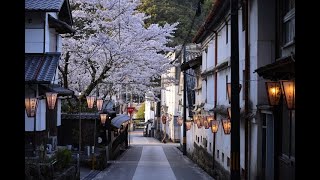 牧野公園の桜と街並