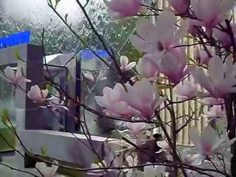 Ялта, Магнолия цветёт 17.04.2012