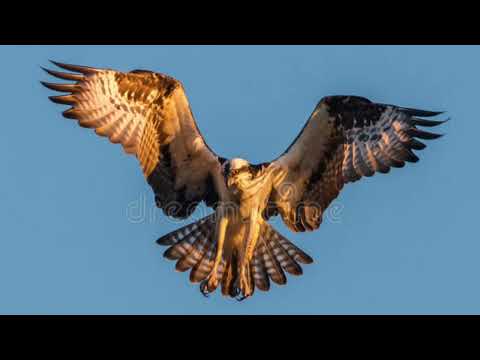 Large Bird Wings Flapping Flying Sound Effect JWA