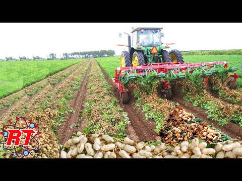 , title : 'Beginilah Proses Pertanian Kacang di Negara Maju | Proses pemanen Kacang tanah'