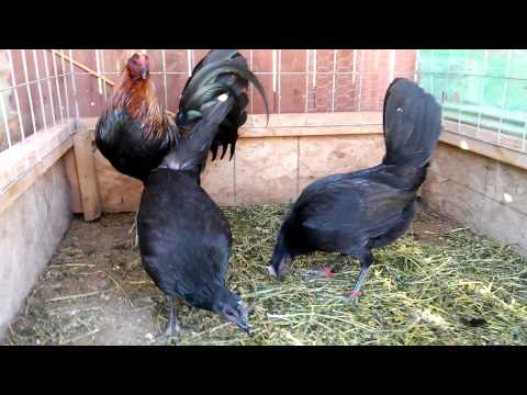 McRae Gamefowl Brood Pen Gallos Finos Roosters