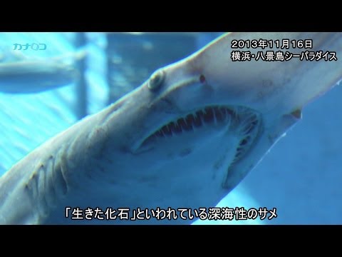 生きた化石「ミツクリザメ」、八景島で撮影