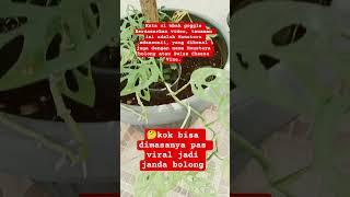 Download lagu viral janda bolong #janda #tanamanhias #viralshorts #shorts mp3 Download lagu viral janda bolong #janda #tanamanhias #viralshorts #shorts mp3