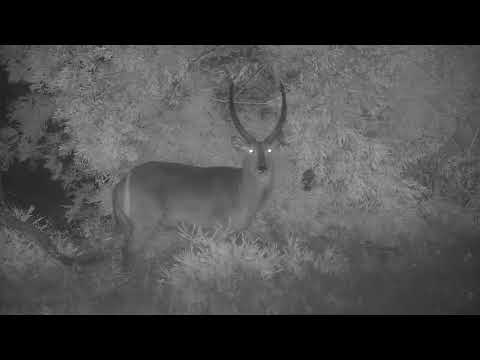 Djuma: Lone Waterbuck bull in the rain - 20:13 - 12/18/20