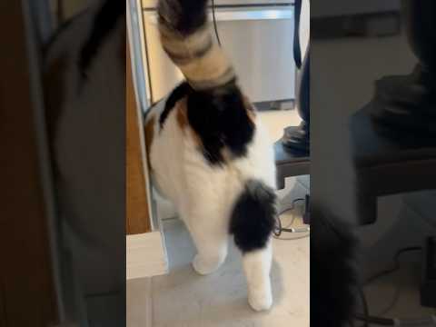 Jasmine’s Feelings are Hurt #funnycats