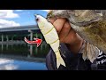 Swimbait Fishing For River GIANTS BIG Fish Caught