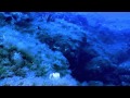 Dive To Lampione Pelagie Islands On 186232070 Mp4 Mp4