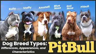 Pitbull Dog Breed Types: Differences, Appearances, and Characteristics