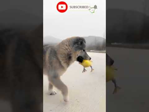 Meet the Most Incredible Dog Ever! You Won't Believe Your Eyes! #shorts