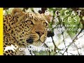 The Leopard Big Cat Tales More From The Mara Region