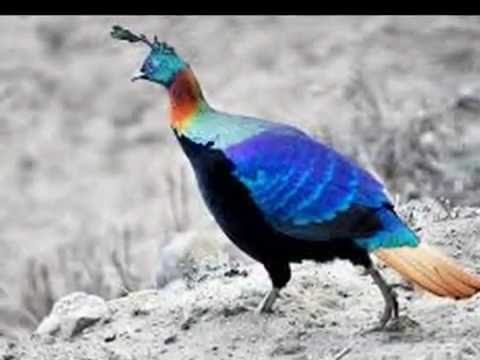 paschim kohi purba ghar