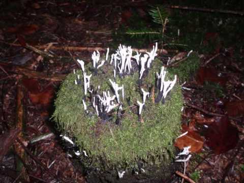 Lorenz Maierhofer, GEHT ES DIR GUT (Have a nice day) - ein swingender Chorhit für Männerstimmen