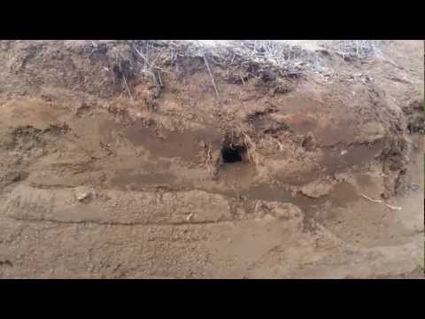 Gopher trying to cover up hole
