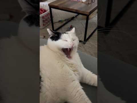 Jasmine the Singer #memes