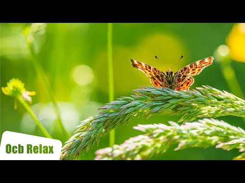 12 Hours of Relaxing Music - Piano Music for Stress Relief, Sleep Music, Meditation Music (Patricia)
