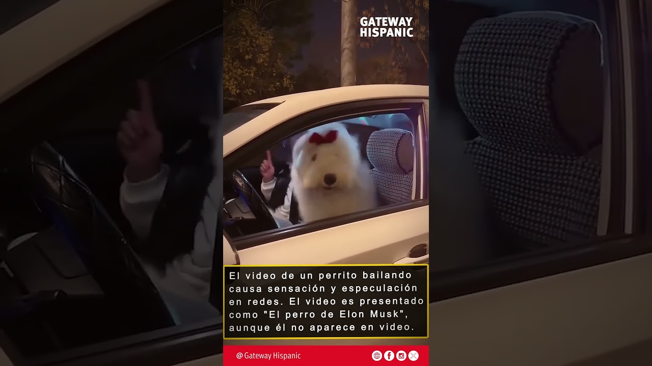 Un Perro causa sensación en redes sociales por como baila