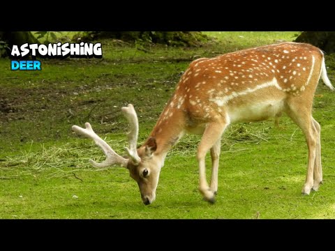 Unfolding Beauty Of a Magnificent Deer