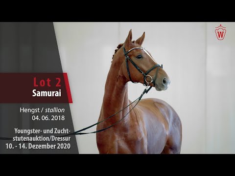 Youngster- und Zuchtstutenauktion/Dressur Lot 2 Samurai Hengst v. Sir Heinrich - Laureus