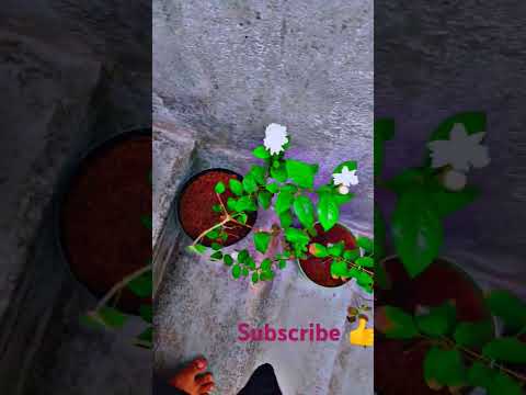 plants 🌿🌷🌹💐🥰