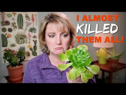 Choosing the Correct Insecticide for Succulents