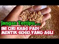 Benih Padi Mentik Susu Banyak Jenis Padi Mentik Tapi Tidak Semua Asli Mentik Susu