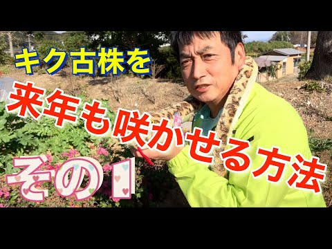 2023 年の美しい菊の育て方