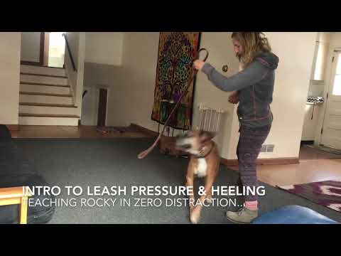 Rocky's Rehab Week 1