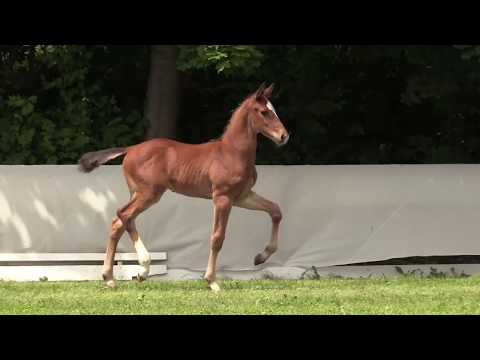 Curacao, HF *05.05.2017 von Cazaan – Cashman – Latus