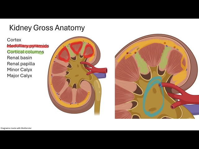 Understanding Kidney Anatomy: Structure and Function Explained | Magica