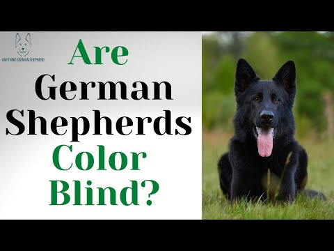 Are German Shepherds Color Blind?