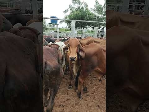 FEIRA DO GADO EM CIPÓ BA