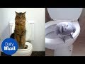 Potty Trained Animals Using The Toilet Seat Daily Mail
