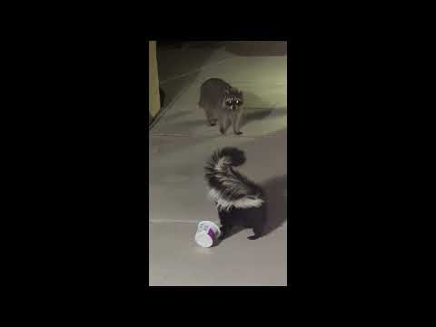 Raccoon VS Skunk