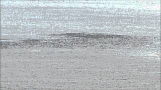 preview picture of video 'Dolphins on The Copper Coast'