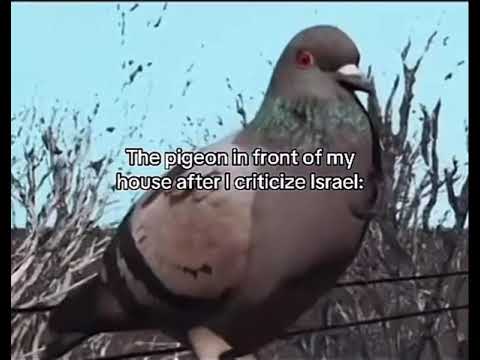 The Pigeon in front of my house after I criticize Israel #israel #memes #meme