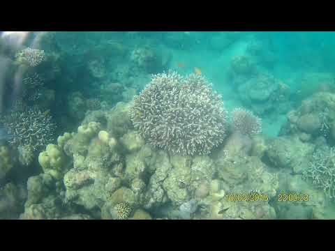 Deep Sea Snorkeling | Havelock Island | Andaman Travel Diaries |SneHit
