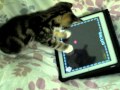 Charlie The Cat - Kitten Playing iPad 2 !!! Game For ...