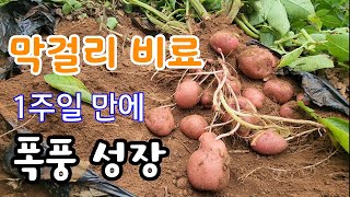 막걸리 비료 이것 같이 주었더니 감자 폭풍성장