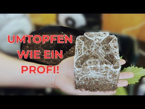 Cannabis UMTOPFEN für ANFÄNGER 🥦 Mehr Ertrag durch großen Topf!
