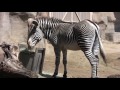 Zebras At The San Diego Zoo In HD 2017