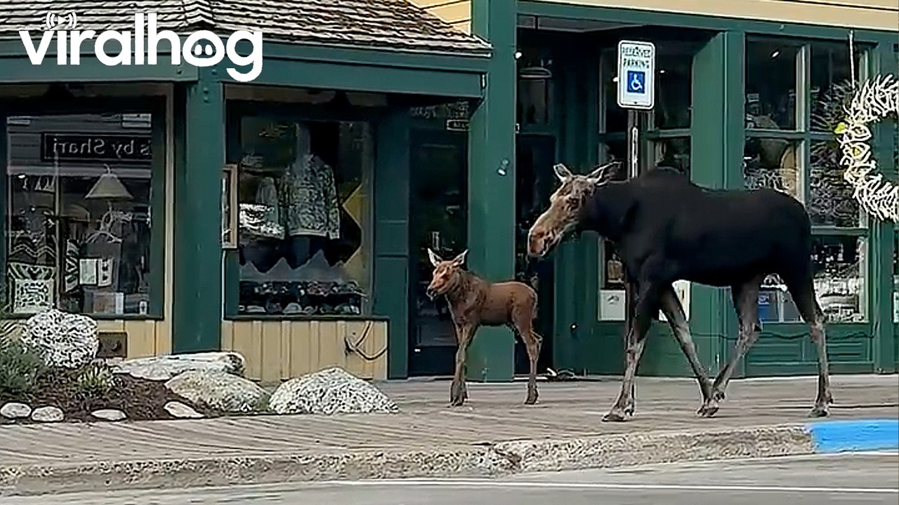Momma and Baby Moose Walking in Downtown Jackson Hole, Wyoming || ViralHog