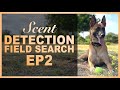 How to Teach Your Dog Scent Detection. Ep 2 Field Search.