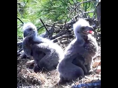 ETSU Eagles Johnson City TN  04 03 02 437pm Noshi delivered big fish Shima feeds JC15 & JC16