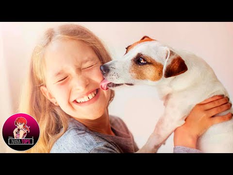 10 PERROS QUE TE HARÁN VER LO IMPORTANTE QUE ES SONREÍR