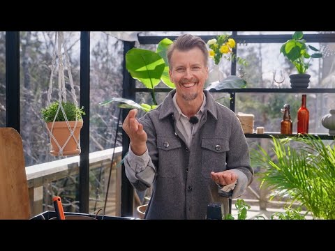 Kökets trädgård del 1 - Börja odla tomater - Köket